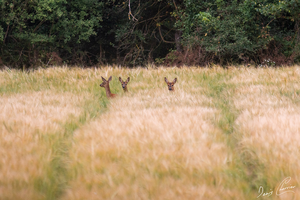 Tête de trois chevrettes dépassant d'un champs de blé